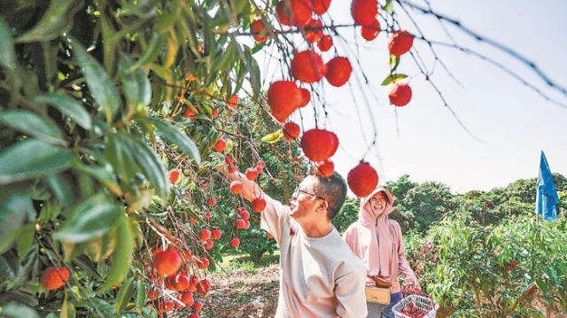 千年荔鄉(xiāng)的產(chǎn)業(yè)突圍記