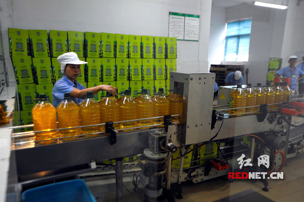圖片說明：盡管山潤山茶油的生產(chǎn)線滿負(fù)荷，但要滿足市場的需求變得越來越吃力。