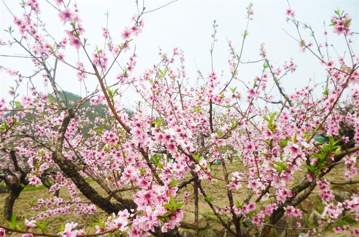 官溪桃花節(jié)-3.jpg