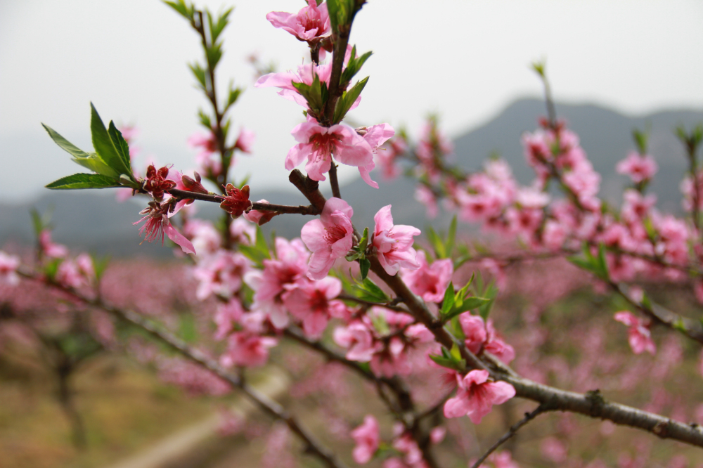 官溪桃花節(jié)-2-臺(tái)州19樓.jpg