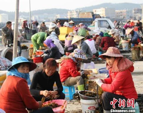 福建東山島漁村萬名婦女家門口掘金