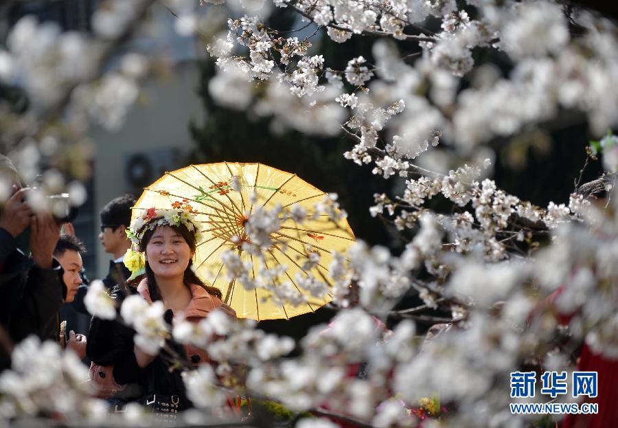 #（社會(huì)）（2）南國(guó)花開艷 賞櫻正當(dāng)時(shí)