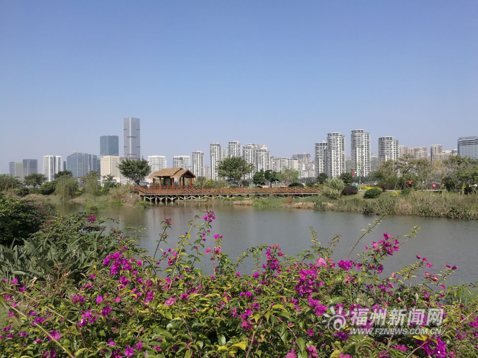 “福州藍(lán)”下，福州公園成金色花海