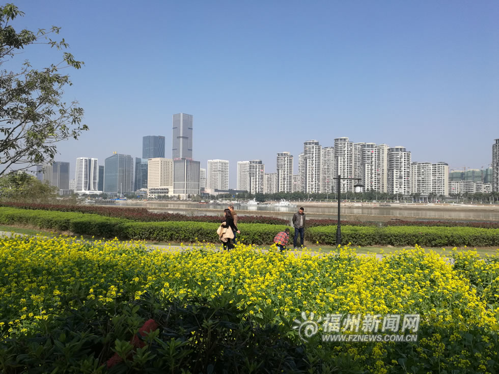 “福州藍(lán)”下，福州公園成金色花海